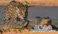 美洲豹打得过尼罗鳄吗 美洲豹打得过尼罗鳄吗视频