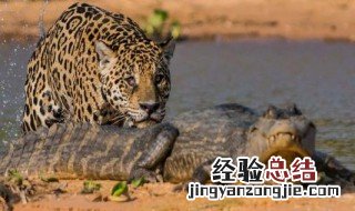 美洲豹打得过尼罗鳄吗 美洲豹打得过尼罗鳄吗视频