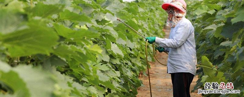 叶面肥和复合肥可以一起施肥吗 叶面肥可以和复合肥一起用吗