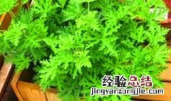 薄荷有去蚊子的功效吗 薄荷有去蚊子的功效吗