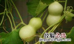 西胡芦汤怎么做好吃 西胡芦汤的做法