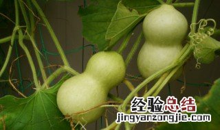 西胡芦汤怎么做好吃 西胡芦汤的做法