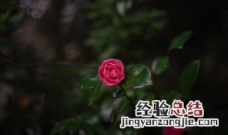 月季花的叶子像什么形状图片 月季花的叶子像什么形状