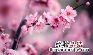 梅花的叶子像什么形状 梅花的叶子像什么形状图片