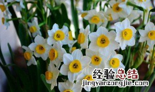 水仙花的花语是什么意思 水仙花的花语是什么意思以及寓意象征