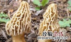 羊肚菌炖汤炖多久时间 三种人不宜吃羊肚菌