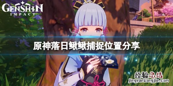 原神落日鳅鳅在哪抓 原神日落果在哪采集