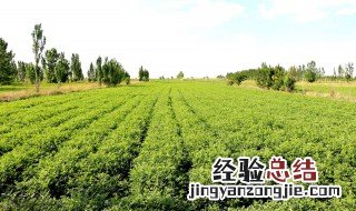 甘草种植技术及亩收益 甘草种植技术和每亩的收益