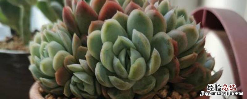 多肉植物种植时间和方法 多肉种植方法和时间