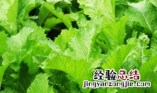 雪里蕻的腌制方法和储存 雪里蕻的腌制方法和储存风干机转不动声音大是怎么回事