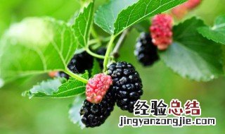 桑葚可以和牛奶一起食用吗 桑葚与牛奶能一起吃吗