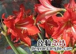 朱顶红的养殖方法和注意事项几月开花 朱顶红的养殖方法