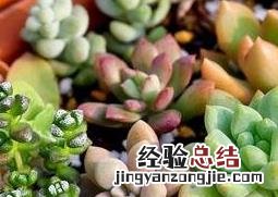 植物小肉肉怎么养殖视频 植物小肉肉怎么养殖