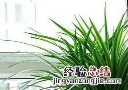 植物龙铁怎么养殖 龙铁树怎么养殖方法