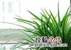 植物龙铁怎么养殖 龙铁树怎么养殖方法