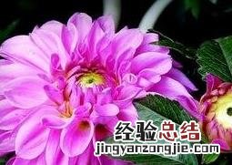 紫菊花叶的功效与作用 紫菊花的功效与作用机理