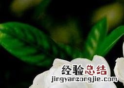栀子花的功效与作用及用法 栀子花的功效与作用及用法用量