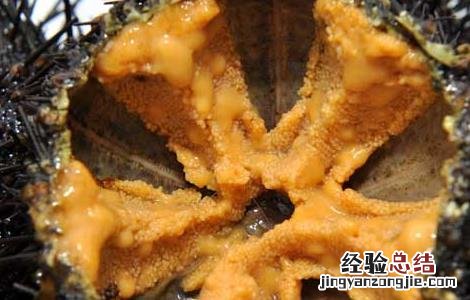 海胆黄化了还能吃吗 海胆黄怎么吃最好