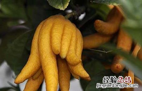 佛手果怎么吃才好 水果佛手好吃吗