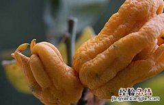 佛手果怎么吃才好 水果佛手好吃吗
