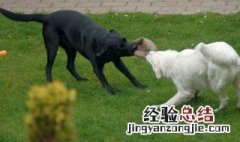 梦见狼狗是什么预兆解梦 梦见狼狗是什么预兆