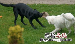 梦见狼狗是什么预兆解梦 梦见狼狗是什么预兆