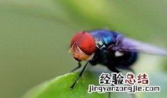 灭苍蝇的家庭小妙招有哪些 灭苍蝇的家庭小妙招