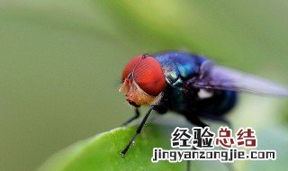 灭苍蝇的家庭小妙招有哪些 灭苍蝇的家庭小妙招