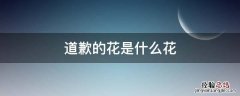道歉的花是什么花 用于道歉的花有什么花