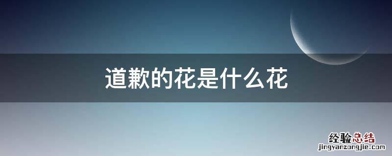 道歉的花是什么花 用于道歉的花有什么花