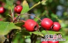 野玫瑰果的功效与作用 野玫瑰果的功效与作用及禁忌
