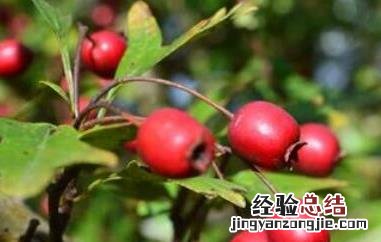 野玫瑰果的功效与作用 野玫瑰果的功效与作用及禁忌