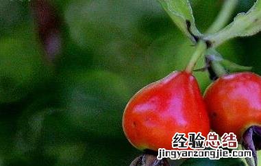 野玫瑰果的功效与作用 野玫瑰果的功效与作用及禁忌