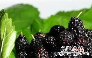 桑葚片的作用与功效 桑椹片功效与作用