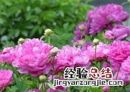 芍药花的功效作用与用法用量 芍药花的功效作用与用法