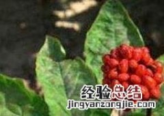 人参花的功效和药用价值 人参花有什么药用价值