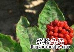 人参花的功效和药用价值 人参花有什么药用价值