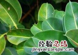 黑金刚橡皮树的养殖方法 橡皮树的养殖方法