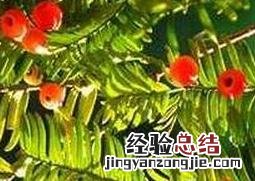 红豆杉如何养才能让其健康成长? 红豆杉如何养