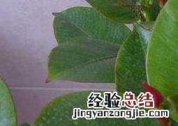 月季花叶的功效与作用 月季花叶子的作用
