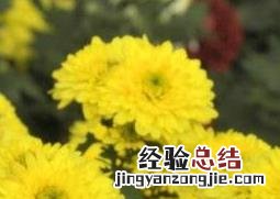 黄菊花的功效与作用
