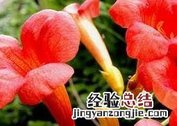凌霄花的功效与作用的功能与主治 凌霄花的功效与作用