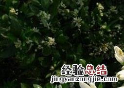玳玳花的功效与作用及食用方法 玳玳花的功效与作用