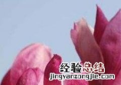 玉兰花的功效与作用 玉兰花的功效与作用药用价值