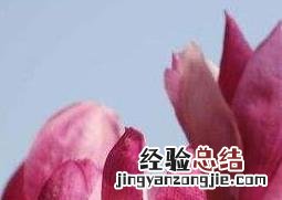 玉兰花的功效与作用 玉兰花的功效与作用药用价值