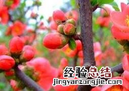 腊梅花的功效与作用机理 腊梅花的功效与作用