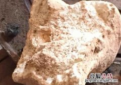 龍骨的營養價值