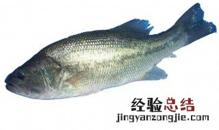 台钓鲈鱼钓法 怎么钓鲈鱼