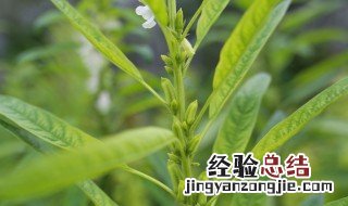 嫩芝麻叶怎么做好吃 嫩芝麻好吃的做法