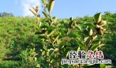 千里马的别称有哪些 千里马的别称